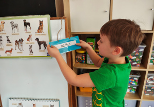 Chłopiec zawiesza na tablicy, na której wiszi obrazek z psami i obrazek z kotami, napis "tablica".